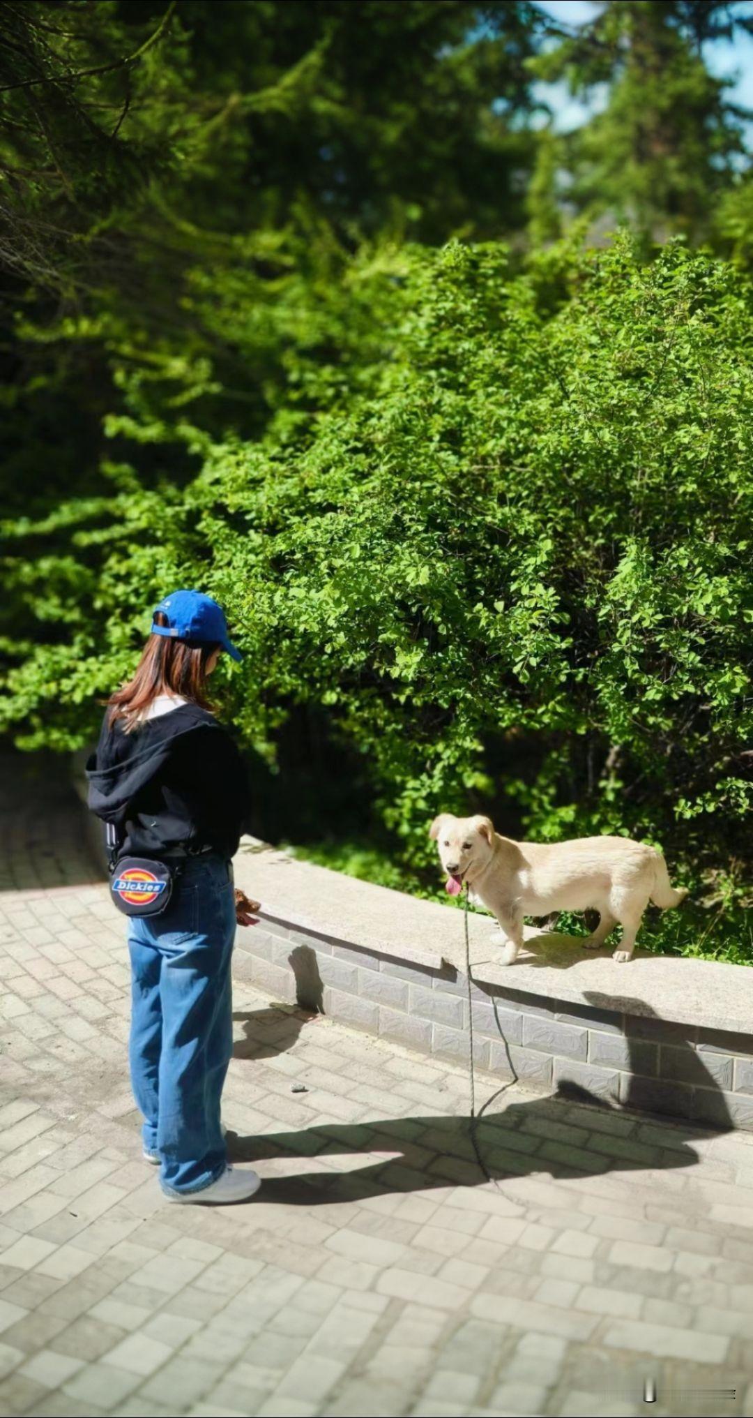 狗狗忠诚纯粹，没有人际间的猜忌功利，无条件依赖主人，能带来稳定的情绪慰藉。日常遛