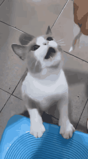小猫咪生气了，配合这么久，耍猴呢？我不要面子的嘛？
