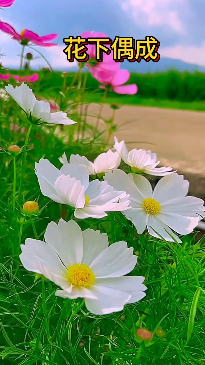 花下偶成，清·胤禛。
对酒吟诗花劝饮，花前得句自推敲。
九重三殿谁为友，皓月清风