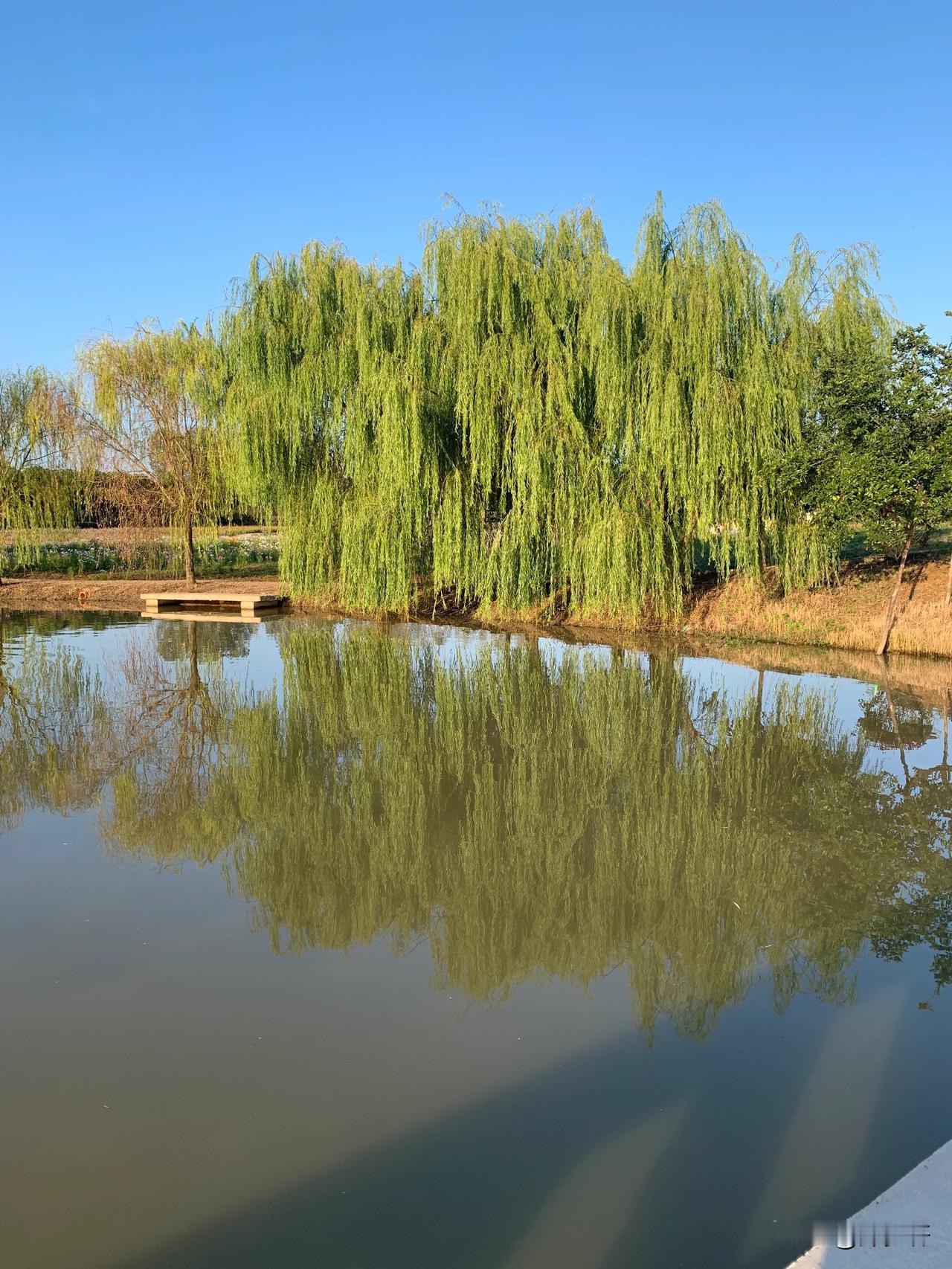      重九登高
怡然居士
凭栏远眺苍穹碧
浩宇归飞老鹤来
自古茱萸思雅客
创