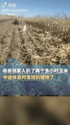 “笑发财了！” 黑龙江齐齐哈尔，一位大姐带着家人去地里收玉米，不料整整俩小时没直