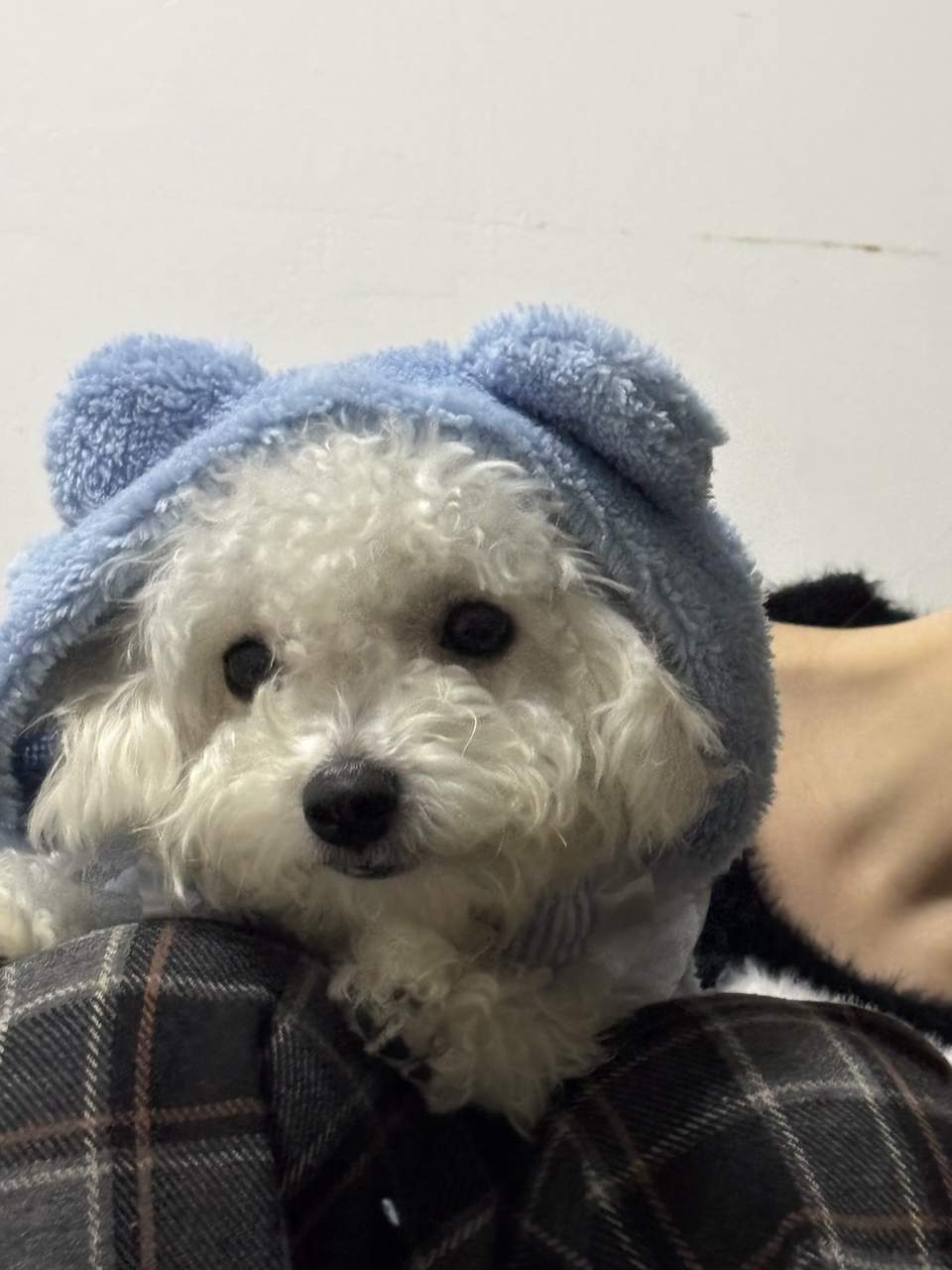 这个姿态真的帅，出门约人遛狗去 