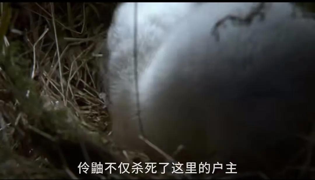 看了伶鼬捕猎草甸鼠的纪录片，发现跟犹太霸占巴勒斯坦的情形，不能说很像，只能说一模