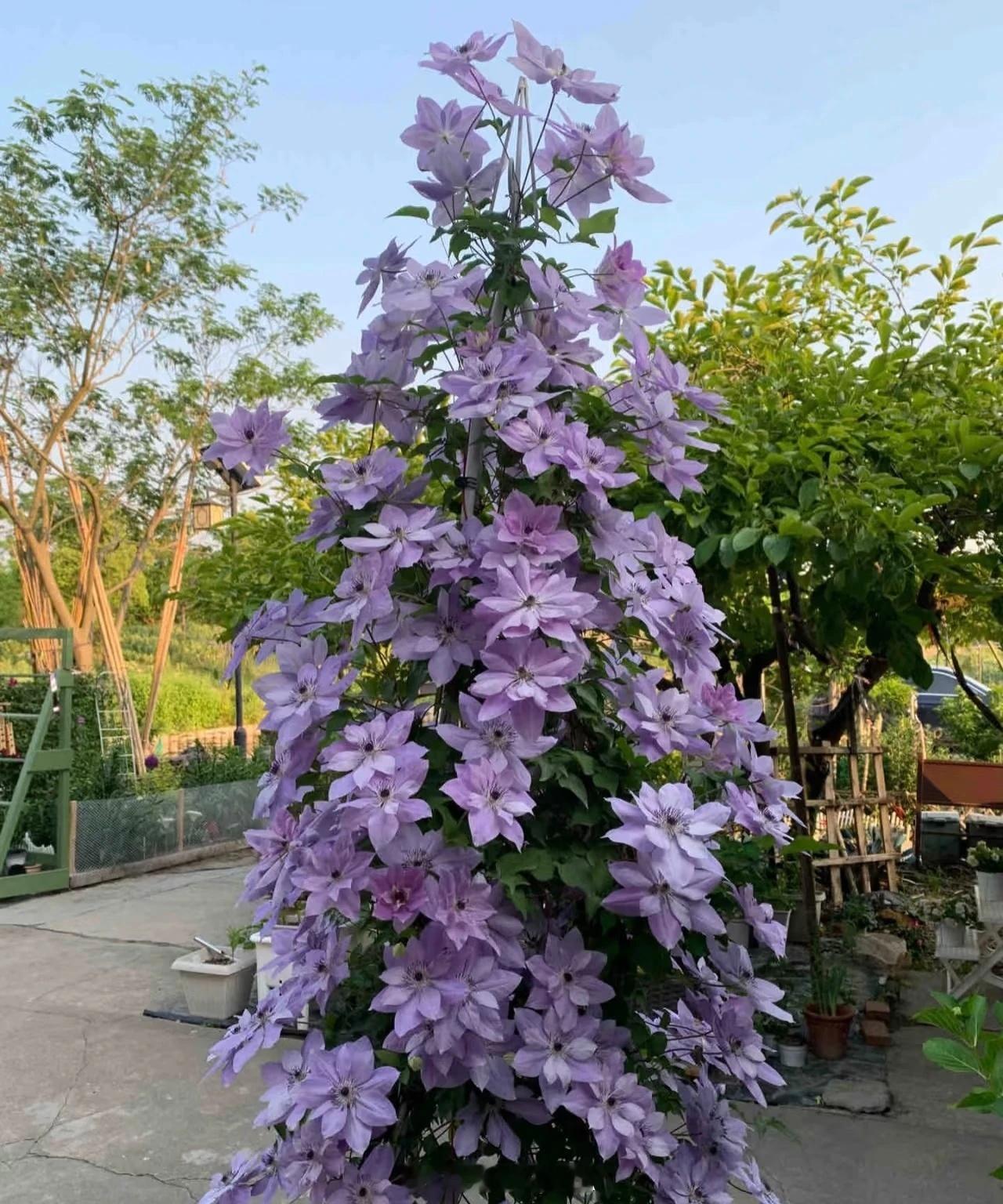 自从迷上了养花，躺床上听到外面大风吹起来，就立刻起床，下楼把花搬进室内勤劳多了…