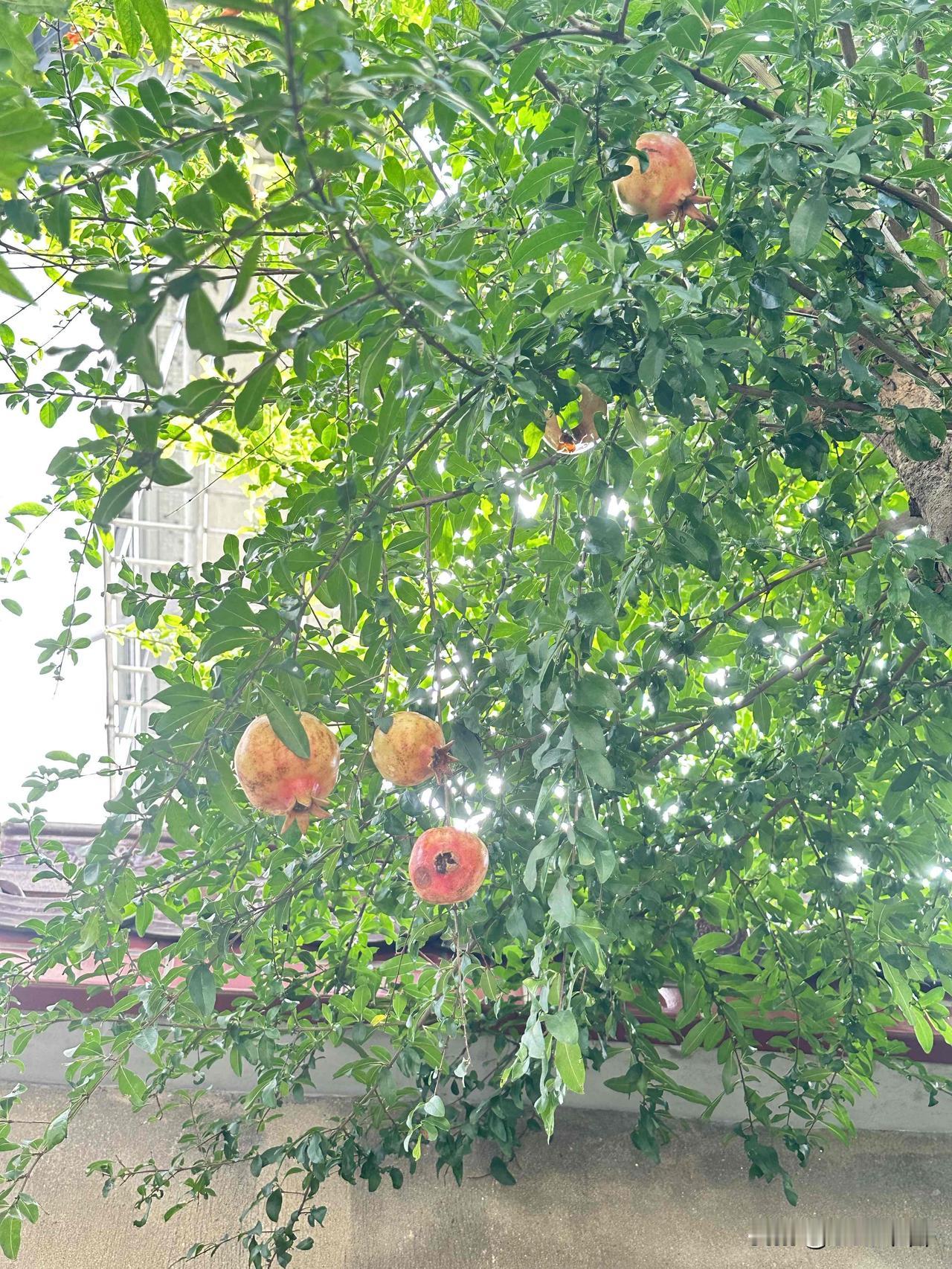 晒晒随手拍的石榴