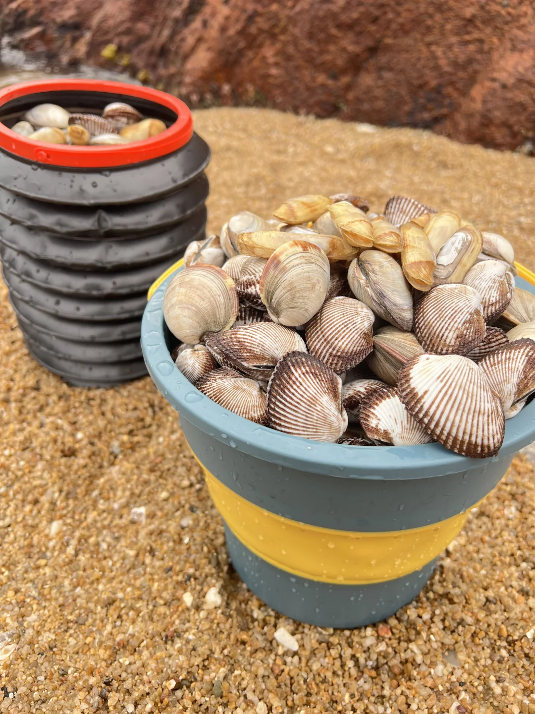 3月1号深圳赶海成果