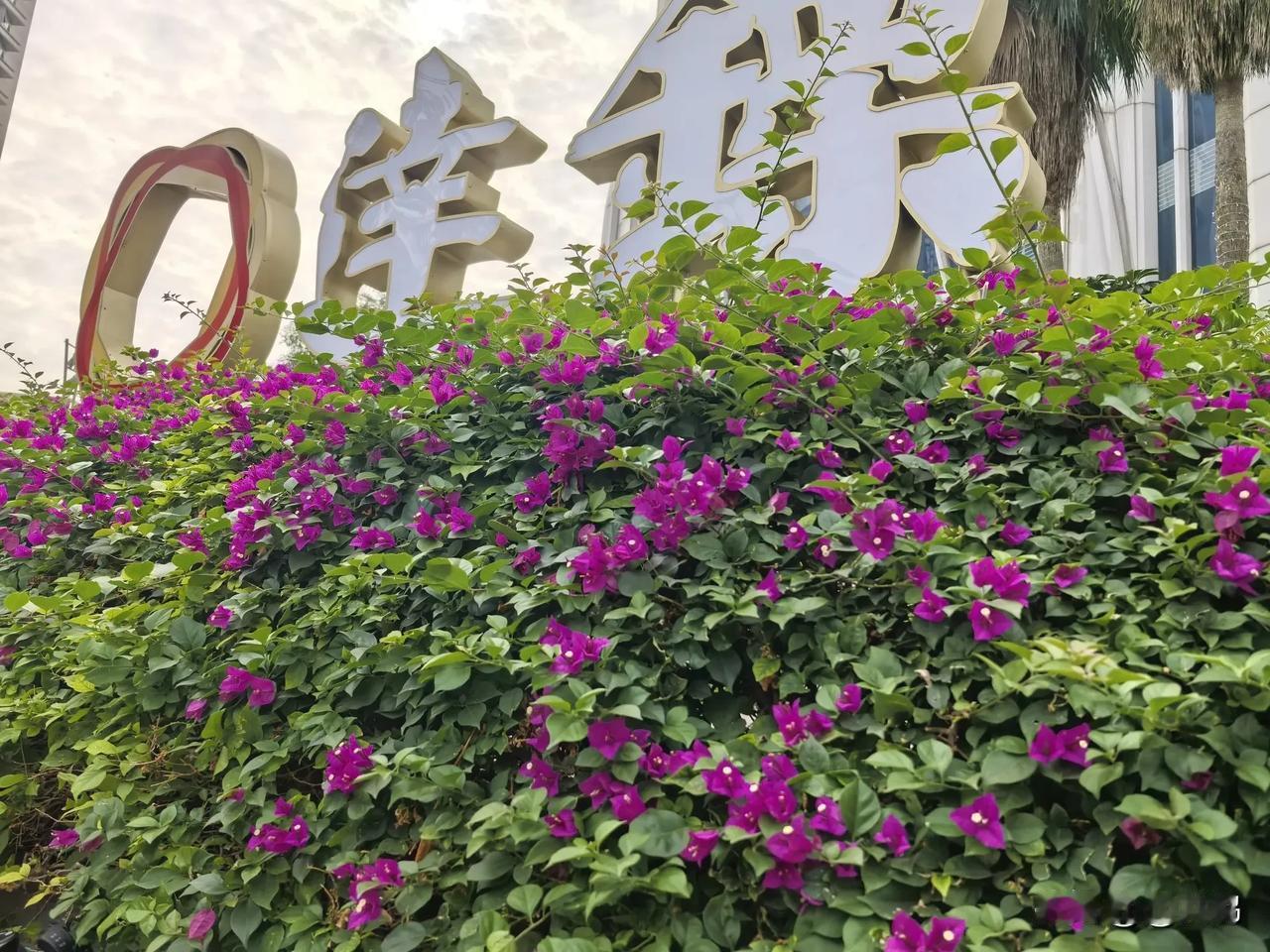 万物皆美，路边的三角梅能惊艳到你吗？

图片素材：手机自行拍摄