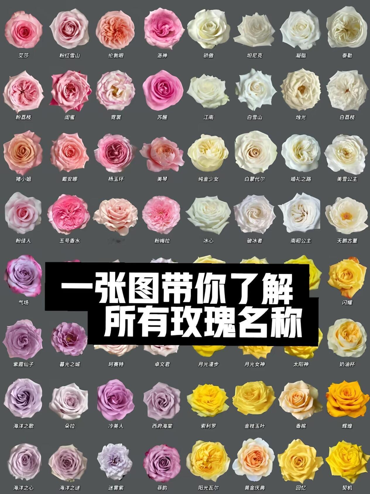 认花挑战！你能叫出几种玫瑰的名字？
从经典款到小众款，一次看够
爱花的人，永远会