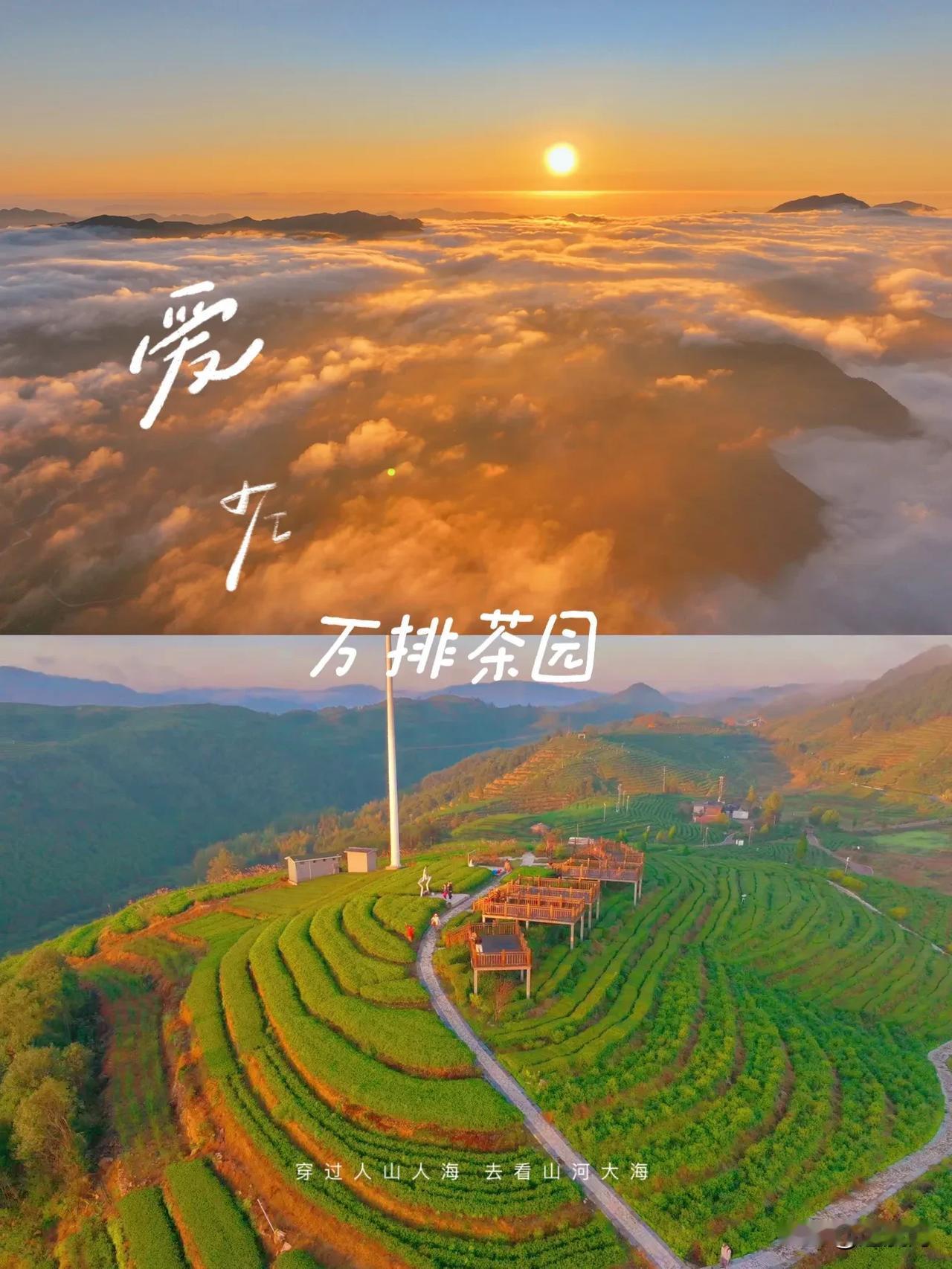 秋天的万排山有着着独特的韵味，一层层茶树与湛蓝的天空和洁白的云朵相互映衬，我仿佛