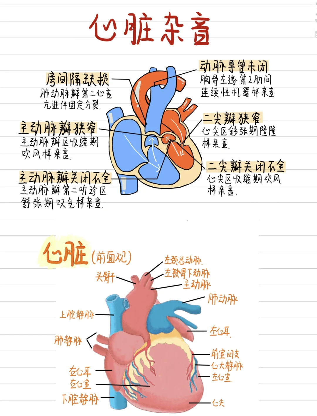 医学生笔记✍️-心脏杂音/心搏周期/解剖~