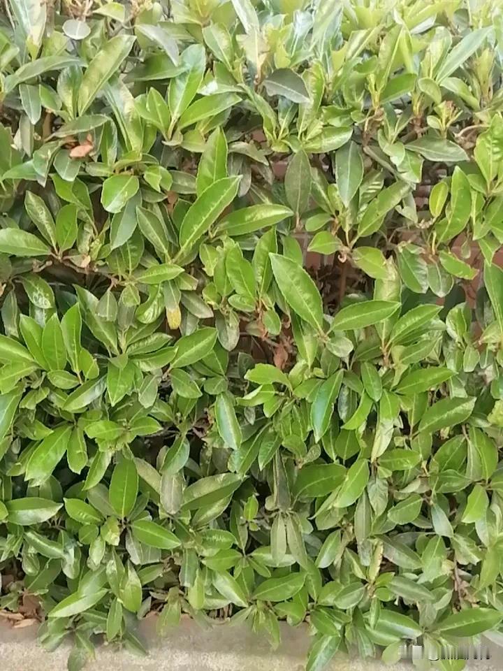 “赶快报名啊，买到就是赚到，走过路过，不要错过哦[大笑][大笑]

❗❗最后七小