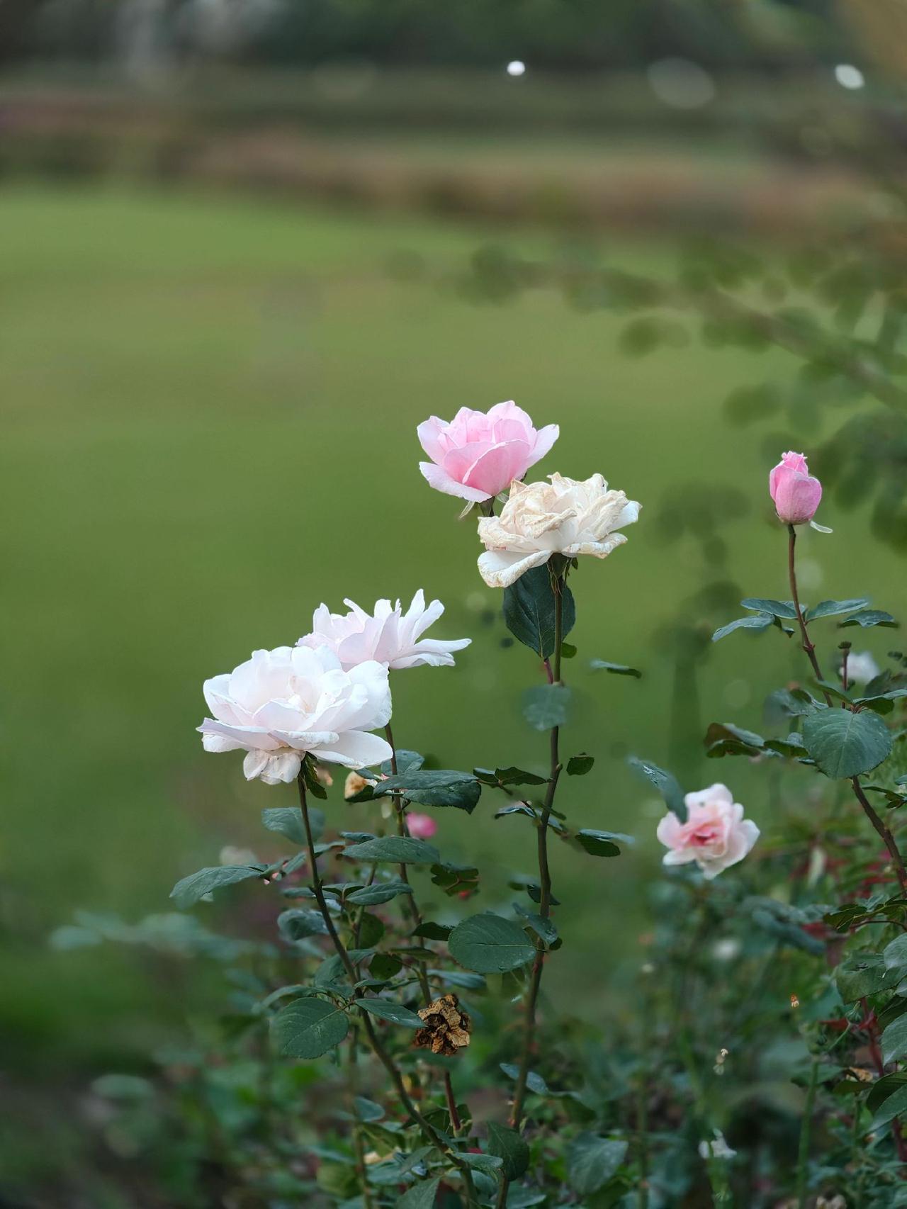 广场的花🌸#风景 #治愈系 #好看的花一定要分享给你 #每一帧都是热爱