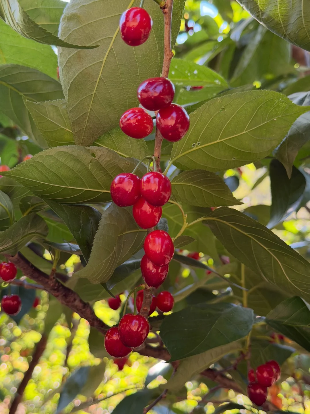小樱桃口感巅峰期，10天下架，错过等明年哦