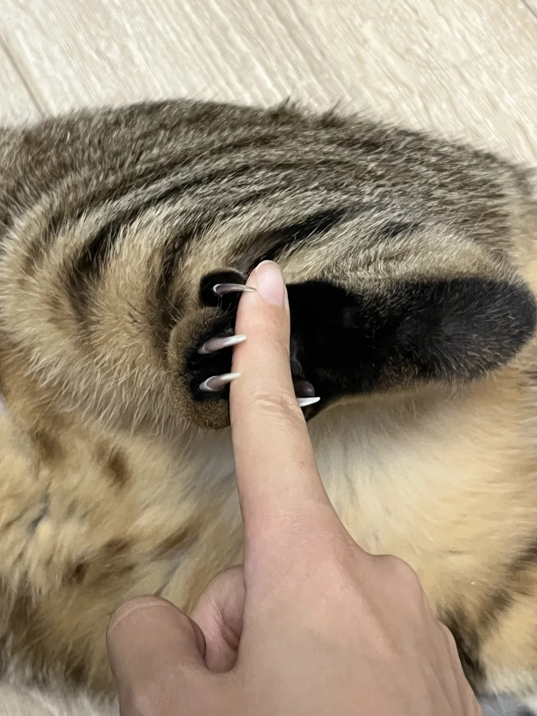 大家都怎么给小猫剪指甲的？