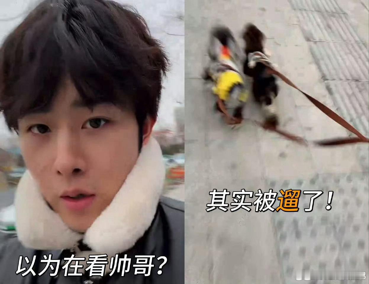 田嘉瑞直播被小狗缠住点进田嘉瑞直播感觉被遛了 本想沉浸式看田嘉瑞，结果直播里他遛