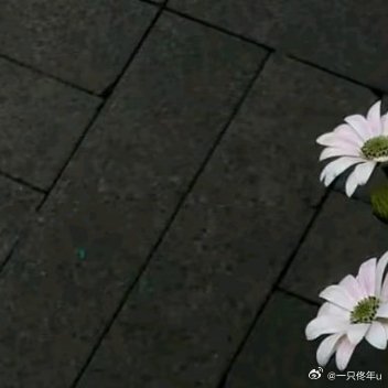 每日一善阳光信用每日一善 要记得，生命极短。短到，用来做自己喜欢的事情，都不够；