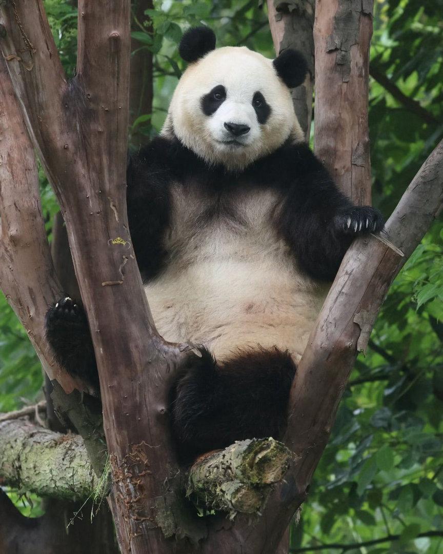 熊猫守护者 🐼森林驿站🌳悠哉挂在树上的胖团子，慵懒自在，憨态可掬，治愈力满满