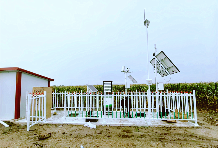 从“盆景”到“风景” 莱州10万亩玉米田迎来数字春天