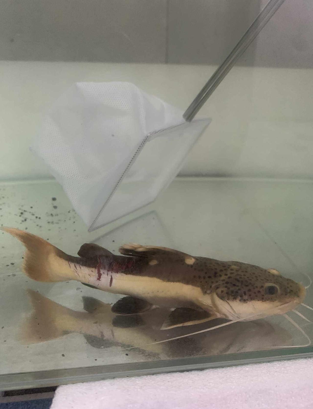这是咋了
热带鱼 招财猫鱼 大家帮我看一下 招财猫鱼尾部有血刮痕不知道是什么毛病