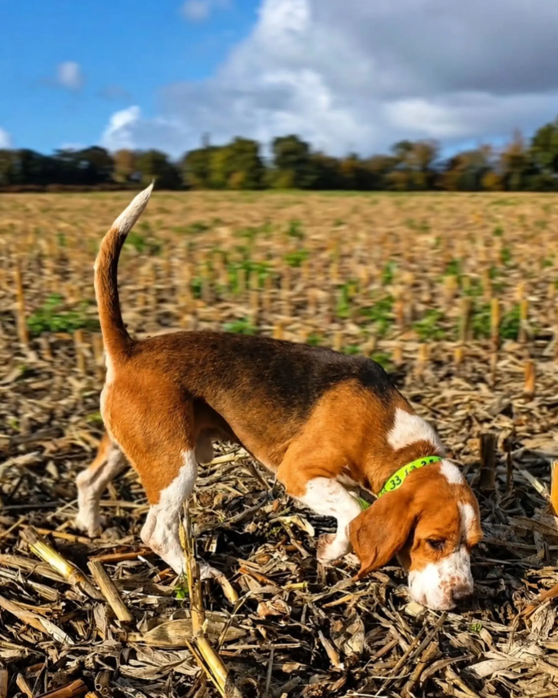 比格犬