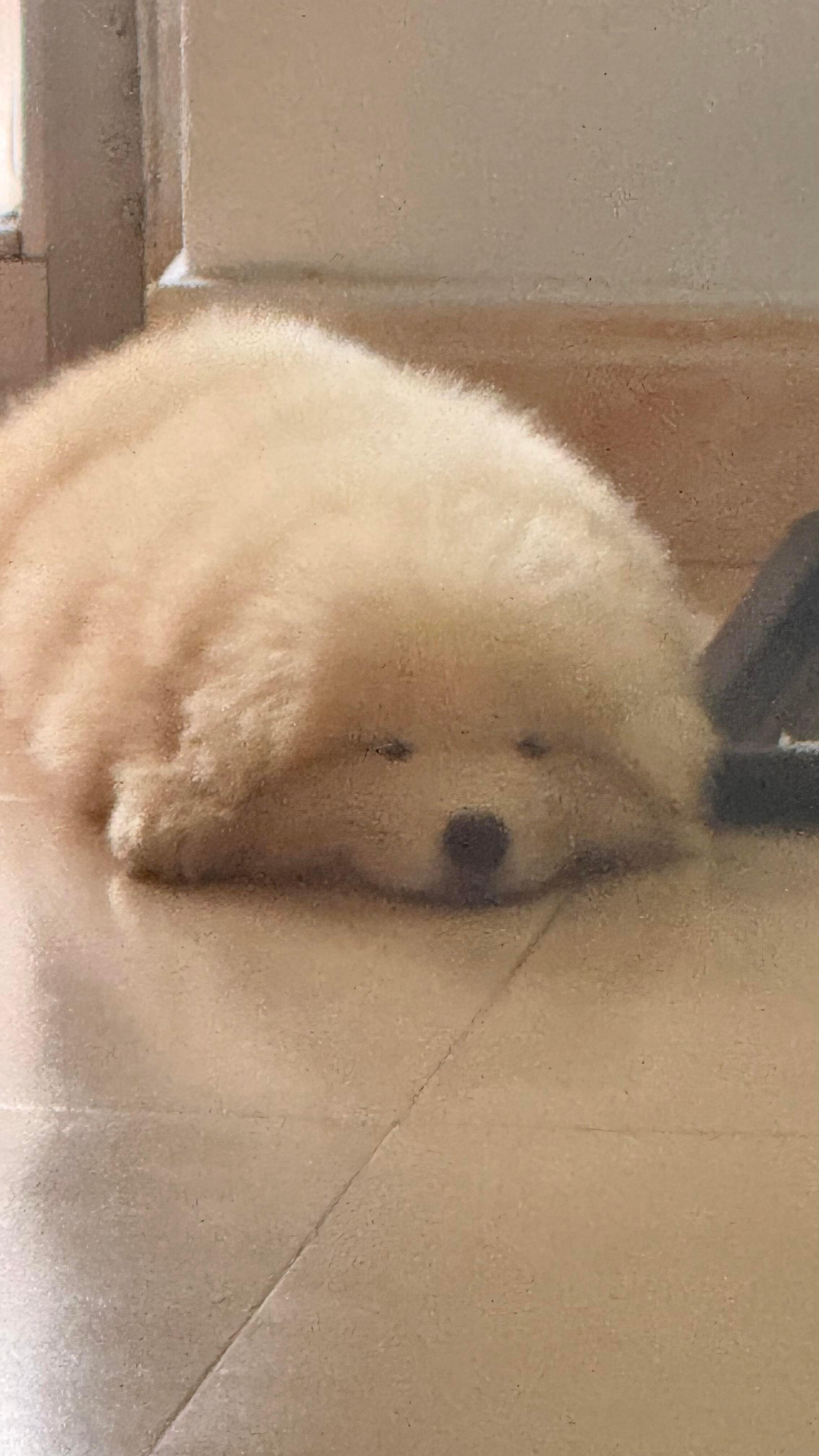 困成豆豆眼的萨摩耶 ​​​