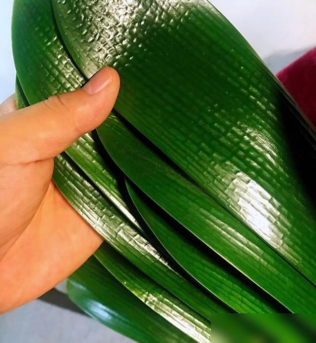 谁懂啊！我家那盆僵了一年的君子兰终于冒花箭了！最近刷到好多人说君子兰难养，叶子焦