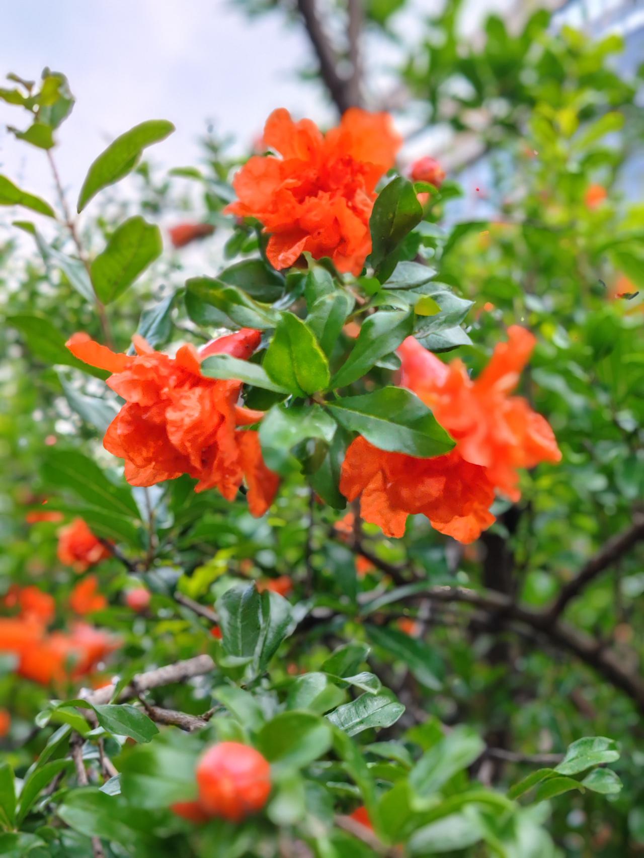 上联：菊花盛开秋风冷，邀对下联石榴怒放夏日暄