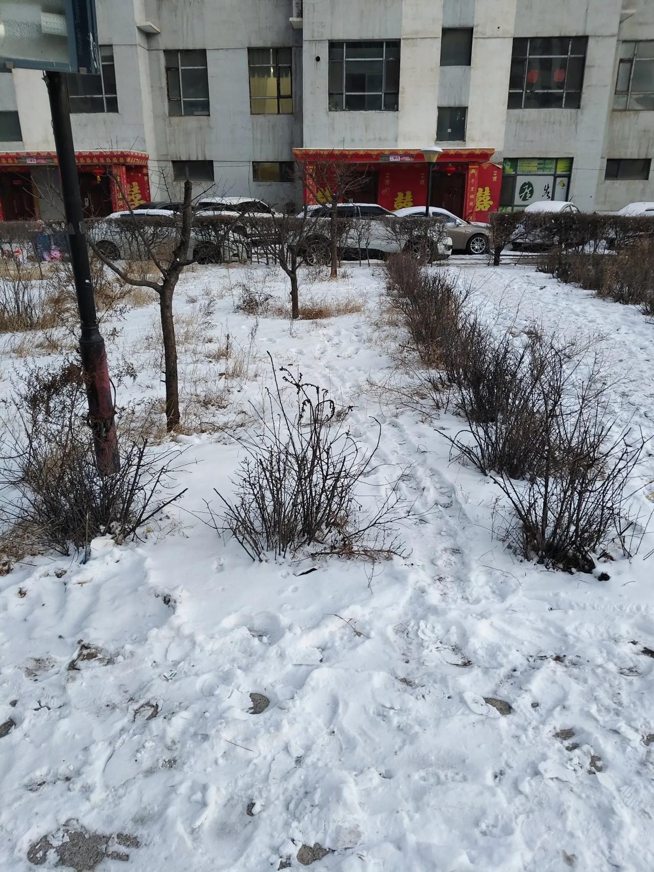 我的天，我们晋北终于下雪了。
从入冬以来，山西基本没有下过雪，空气干燥，流感肆虐