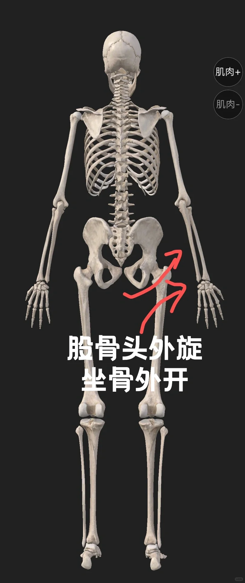 为何走路时坐骨外开