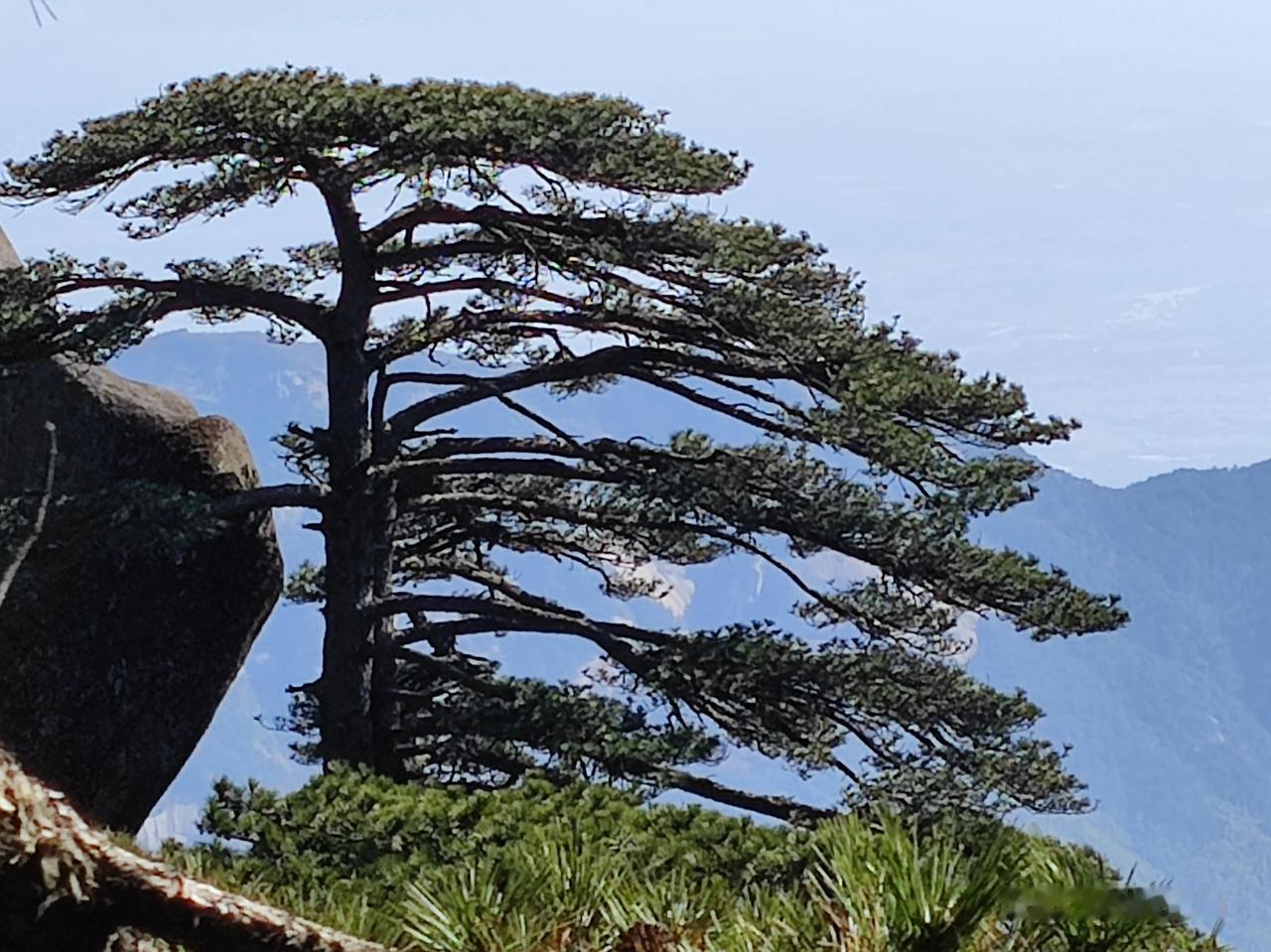 天柱山迎客松，乱云飞渡，迎客从容