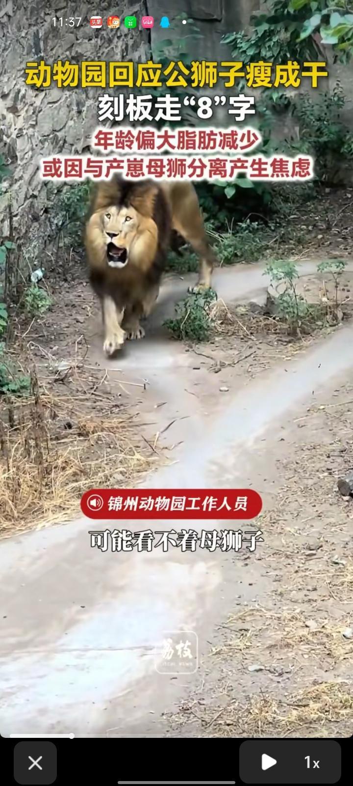 9月1日，辽宁锦州。有网友发视频称，动物园内公狮子变成干，来回走“8”字。对此，