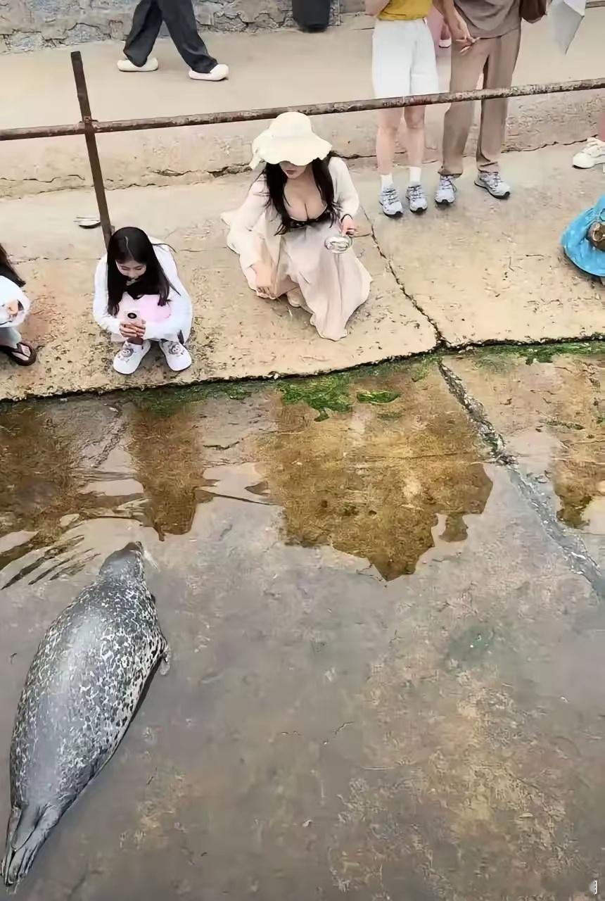 喂海豹的小姐姐，拍照的人不单纯。[黑线] ​​​