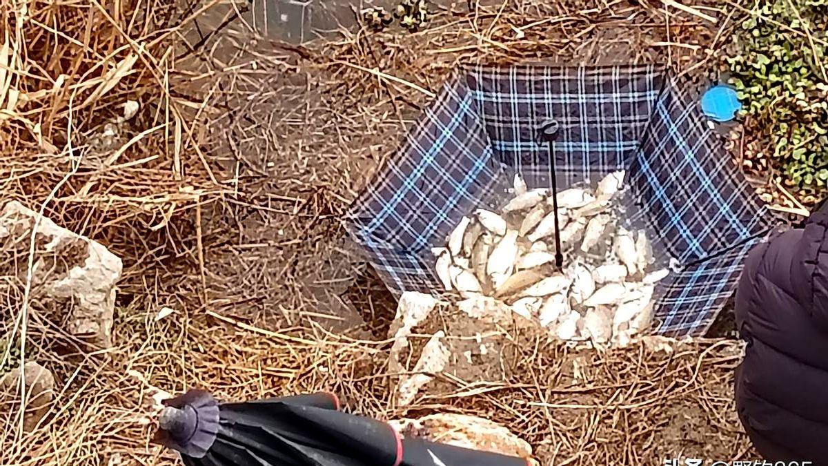 都说泡沫逗钓简单，我用探鱼器一看，才发现全是错的。

用探鱼器往水下一照，真相扎