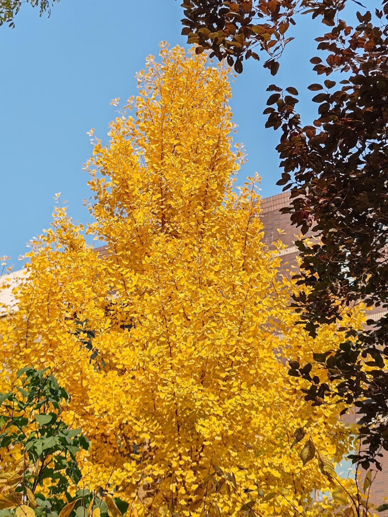 同事结婚了,随礼200元合适吗?就看当地的经济发展水平和风俗了。我从上世纪九十年