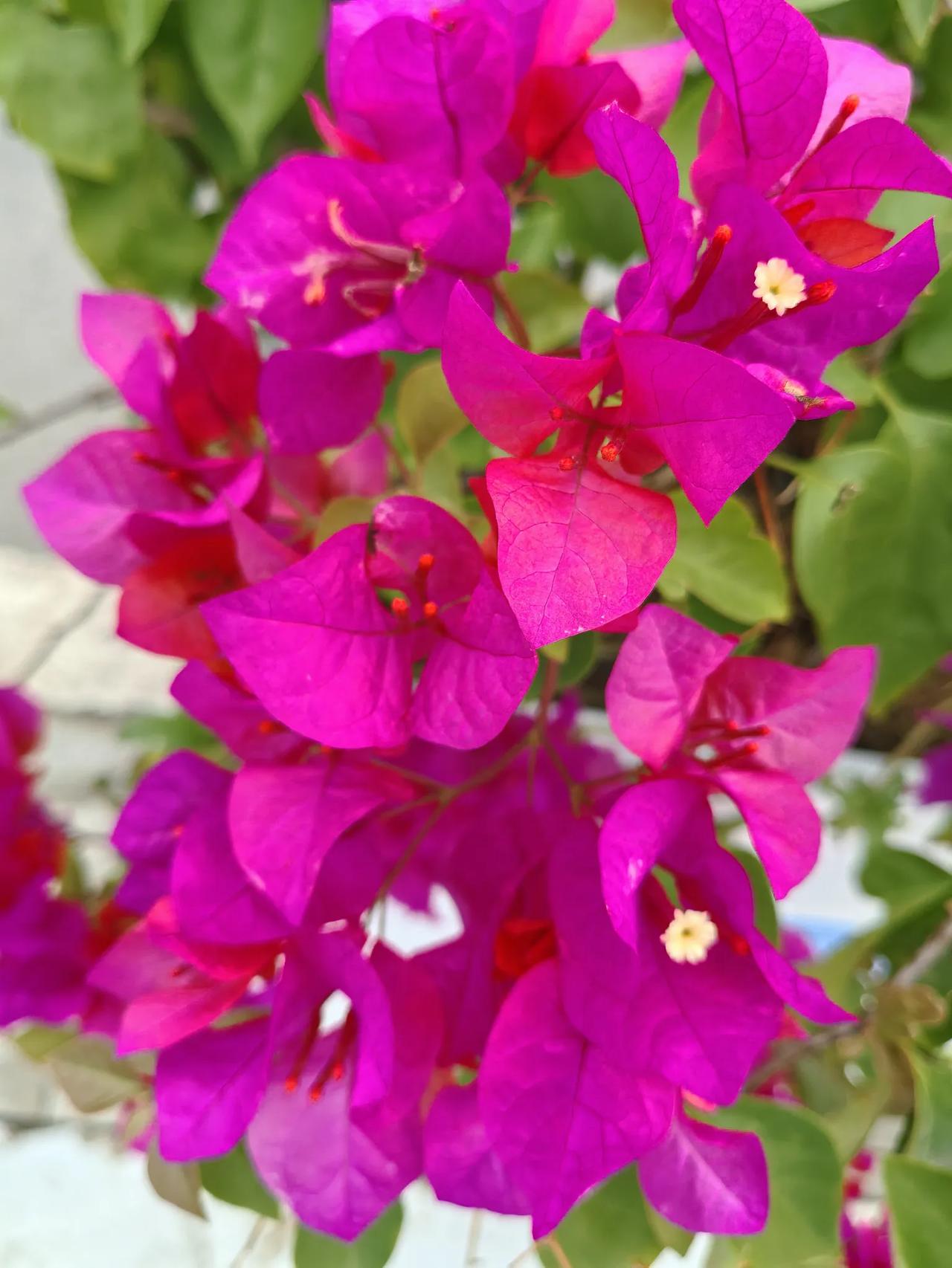 是花就美丽