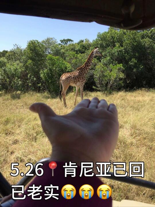 肯尼亚safari的痛只有去过的人才知道！