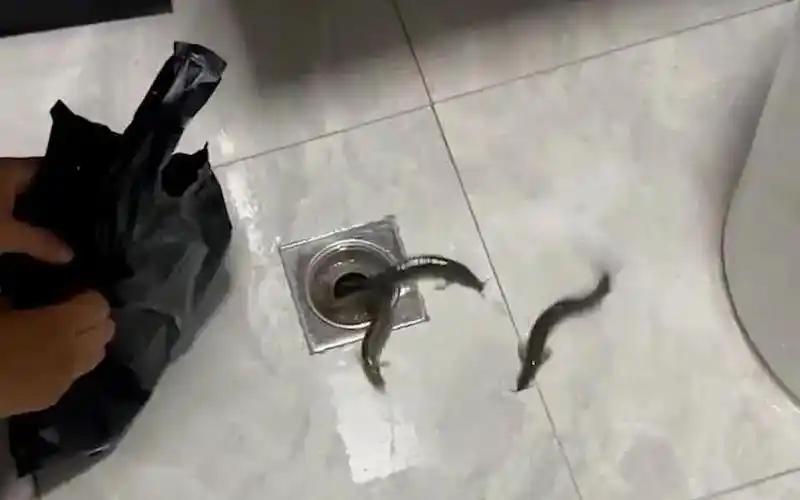 以前跟别人合租的时候，厕所堵了，同住的一个大聪明，不知道在哪学会的用泥鳅疏通，然