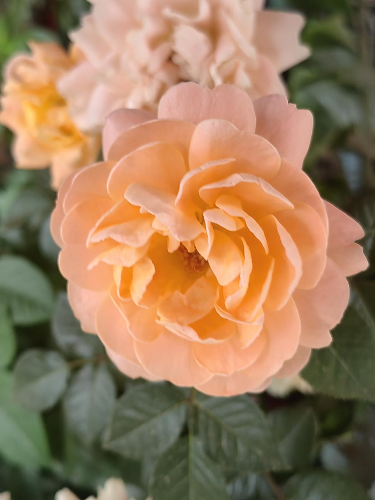 瞅瞅我相册里最近拍的这花，我一开始也以为是玫瑰呢。仔细一看，还真不是。玫瑰的刺又