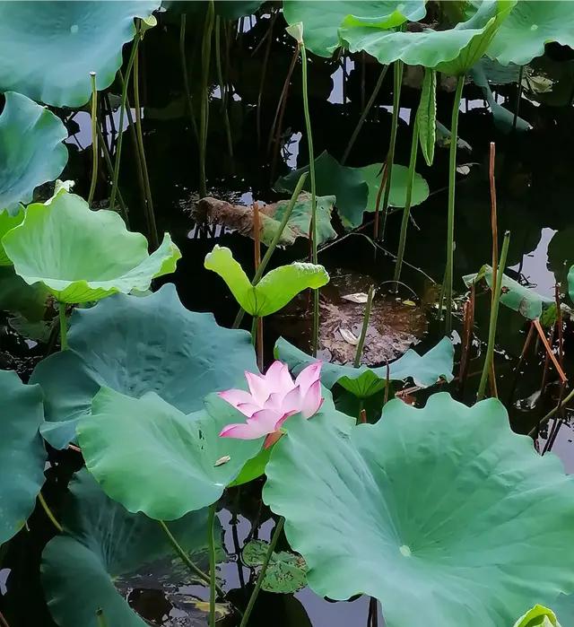 荷花？莲花？池塘里，稻田里？水下有藕吗？“出淤泥而不染”的文人墨客，飘逸隽秀的凌