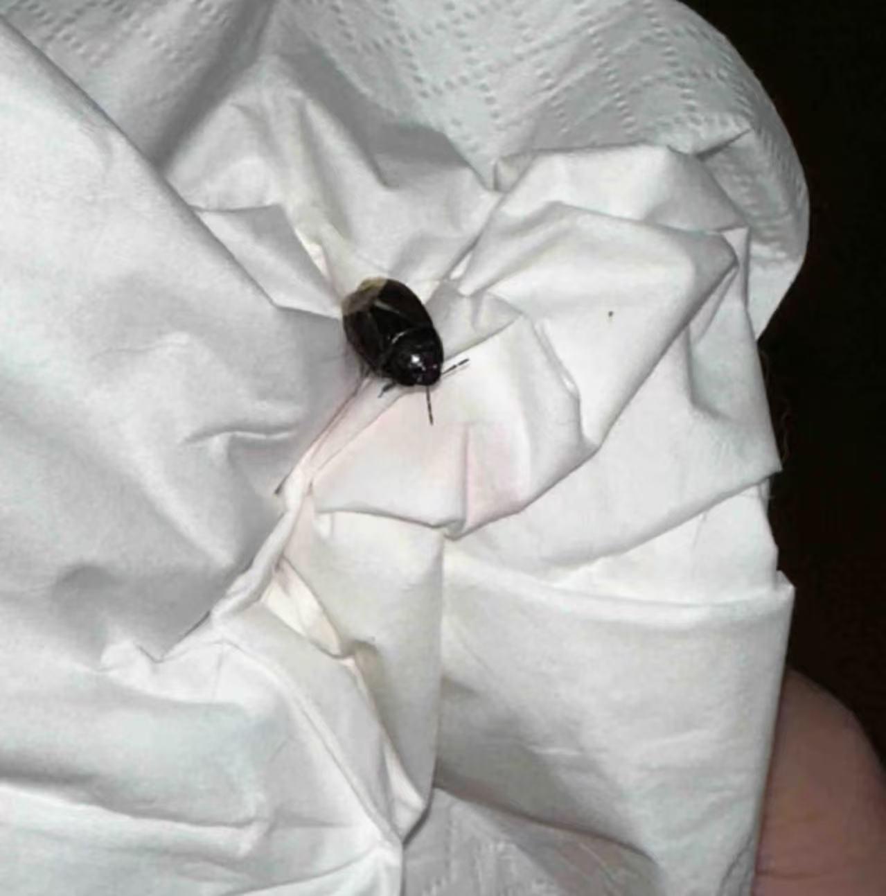 这是什么虫？今夏你们小区有同款吗？