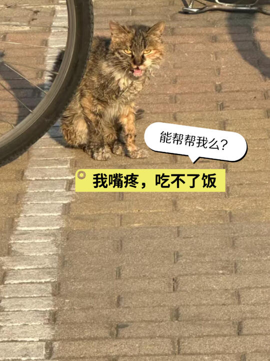 口炎猫跑到地铁口求救】求扩散，谁能帮帮口炎猫？有没有附近的好心人，能帮...