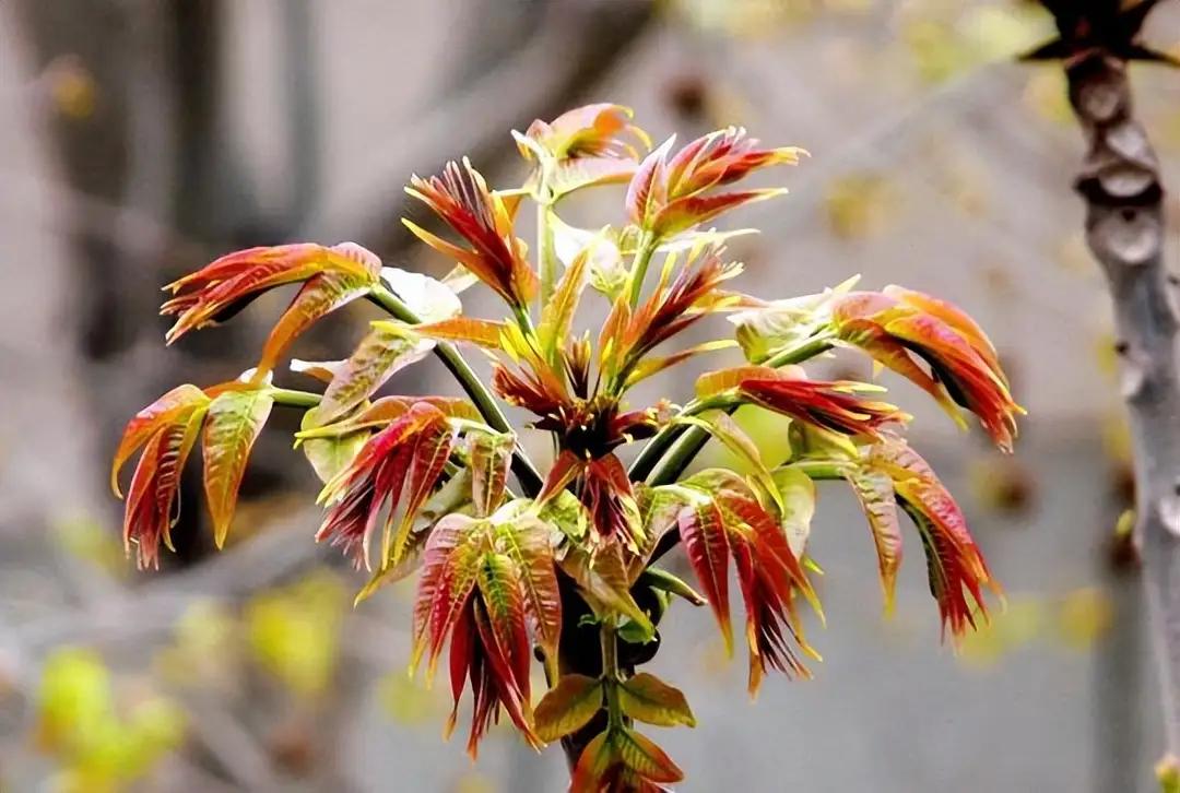 《摘香椿》
采摘香椿清明前，朵朵红芽树顶悬。
无奈树高不好摘，一根长杆解馋缘。