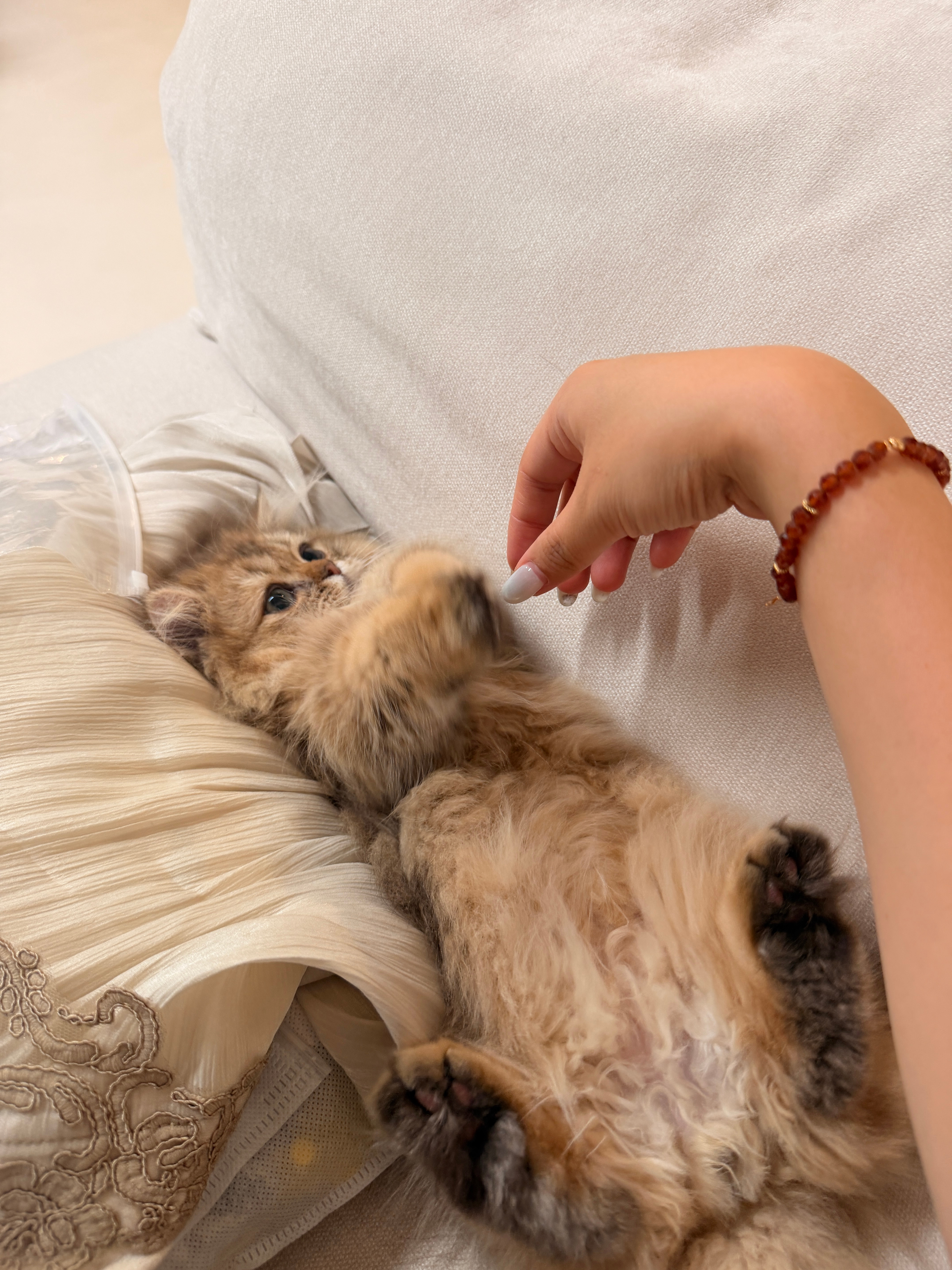 胖豆人生第一次☝🏻养猫！！！终于体会了铲屎官的乐趣～太萌了，太可爱了，太好ru