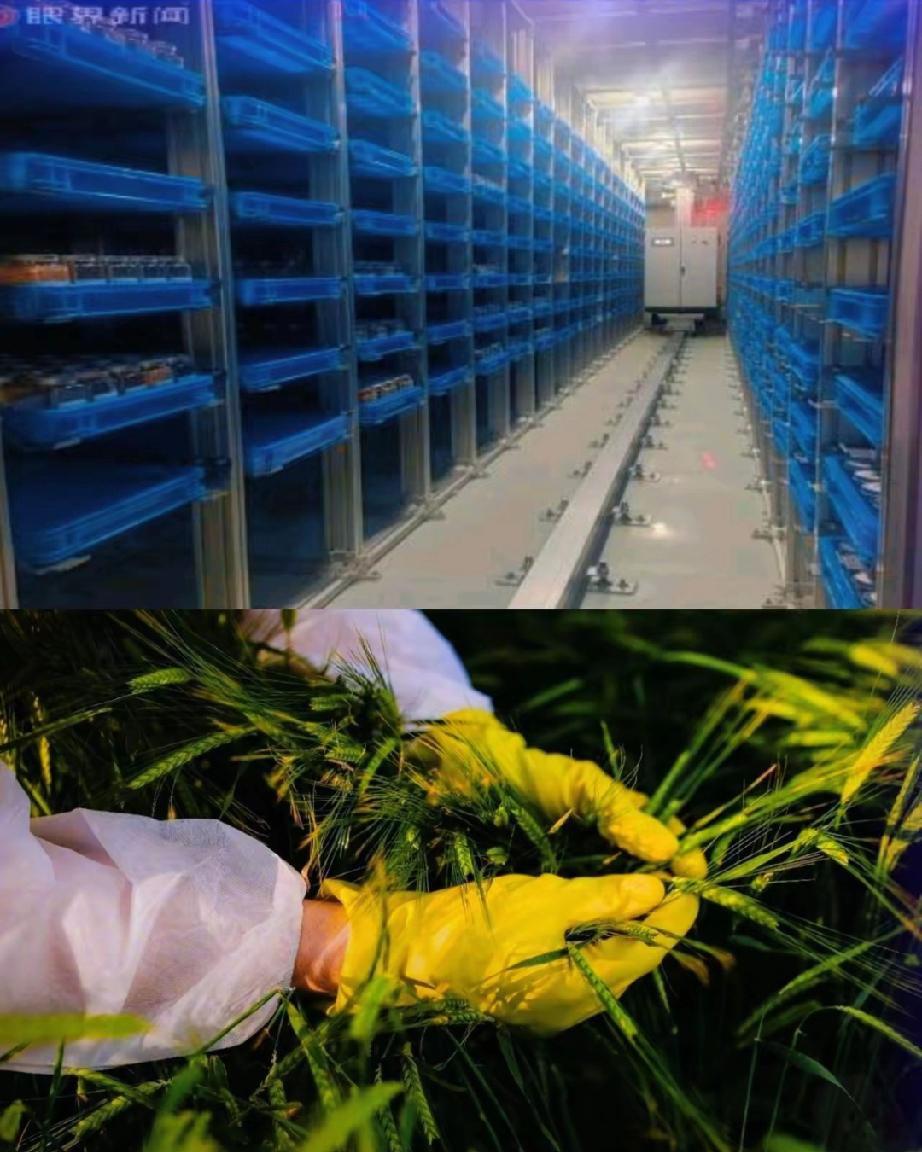 无人机乱撒药、免费发种子！农村这些怪事，原来是境外一些机构以农技推广、种子发放等