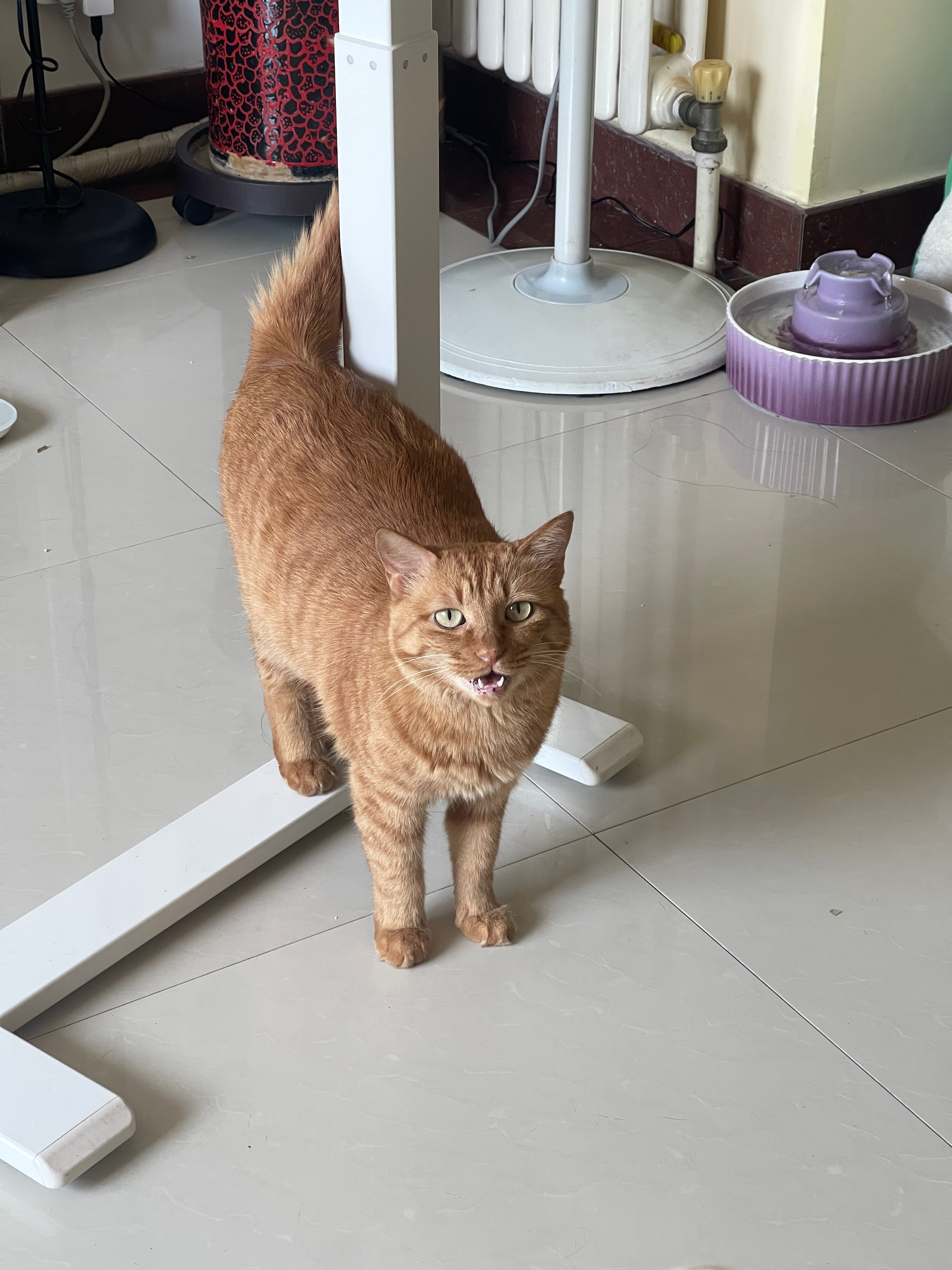 碗猫一天有n种诉求 