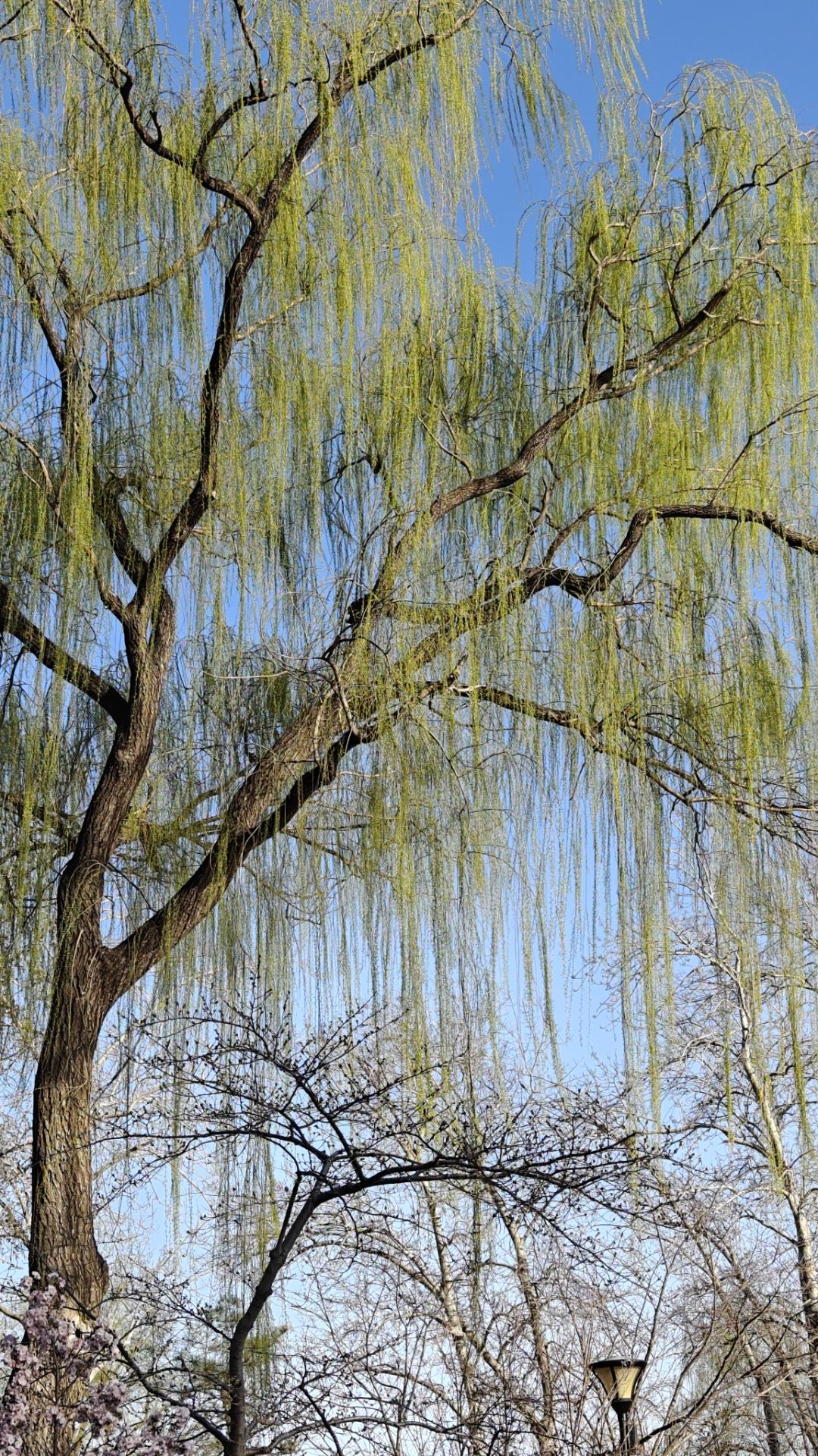 上联：柳送柔情荡心魄。