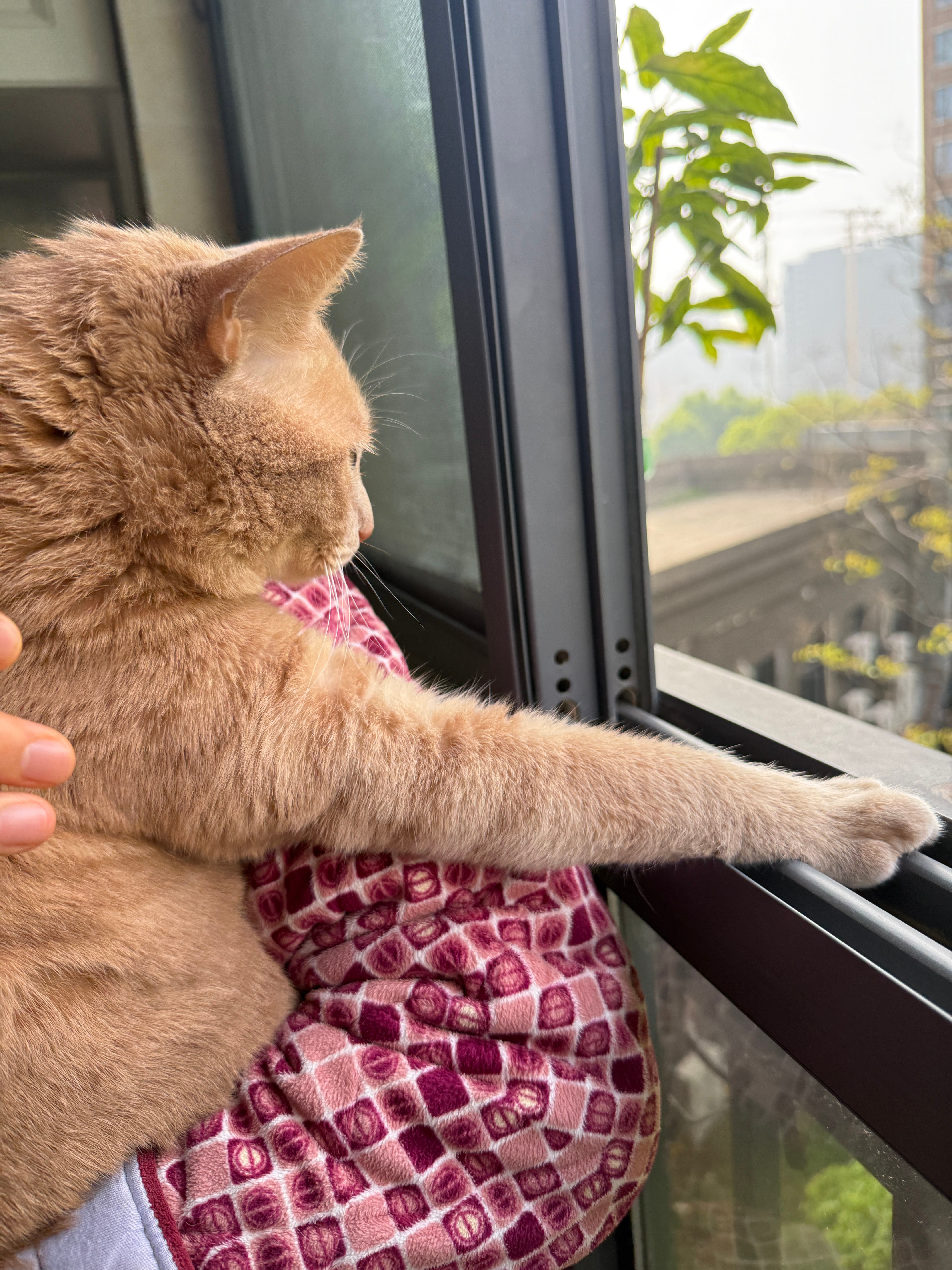 别人猫：窗外是诗和远方我家猫：窗外是洪水猛兽开个窗给它吓成这样，🍊主打一个惜命