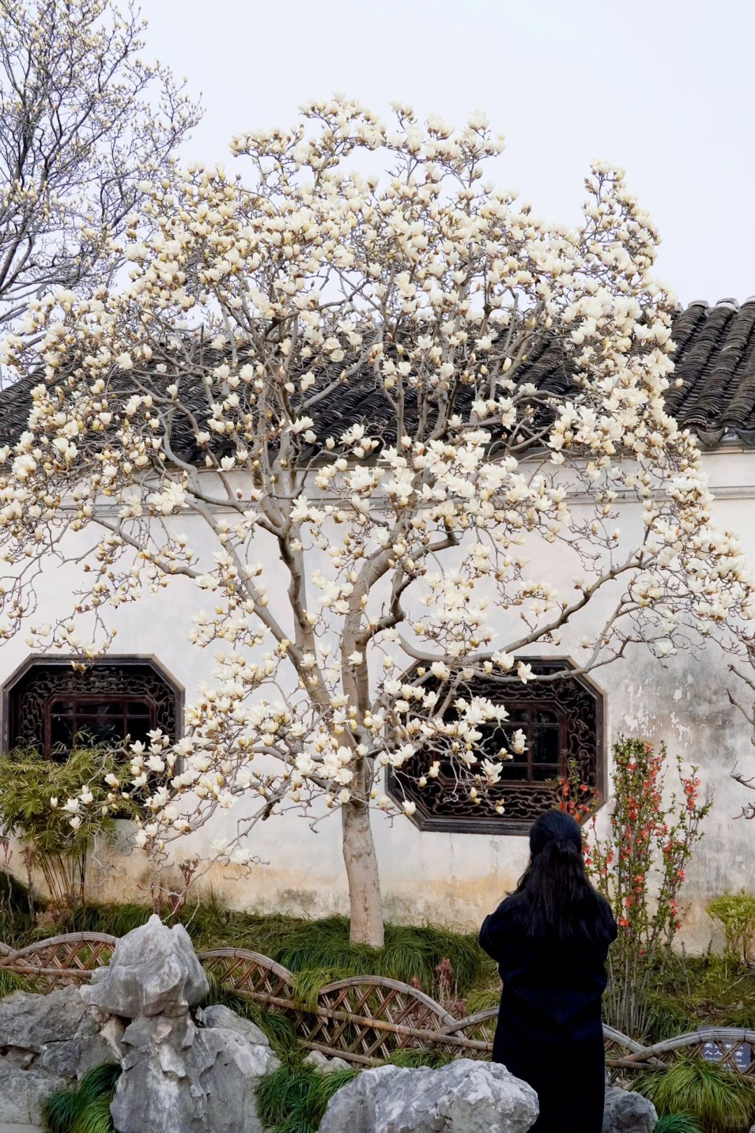 今日实拍📷苏州网师园的白玉兰开啦‼️
