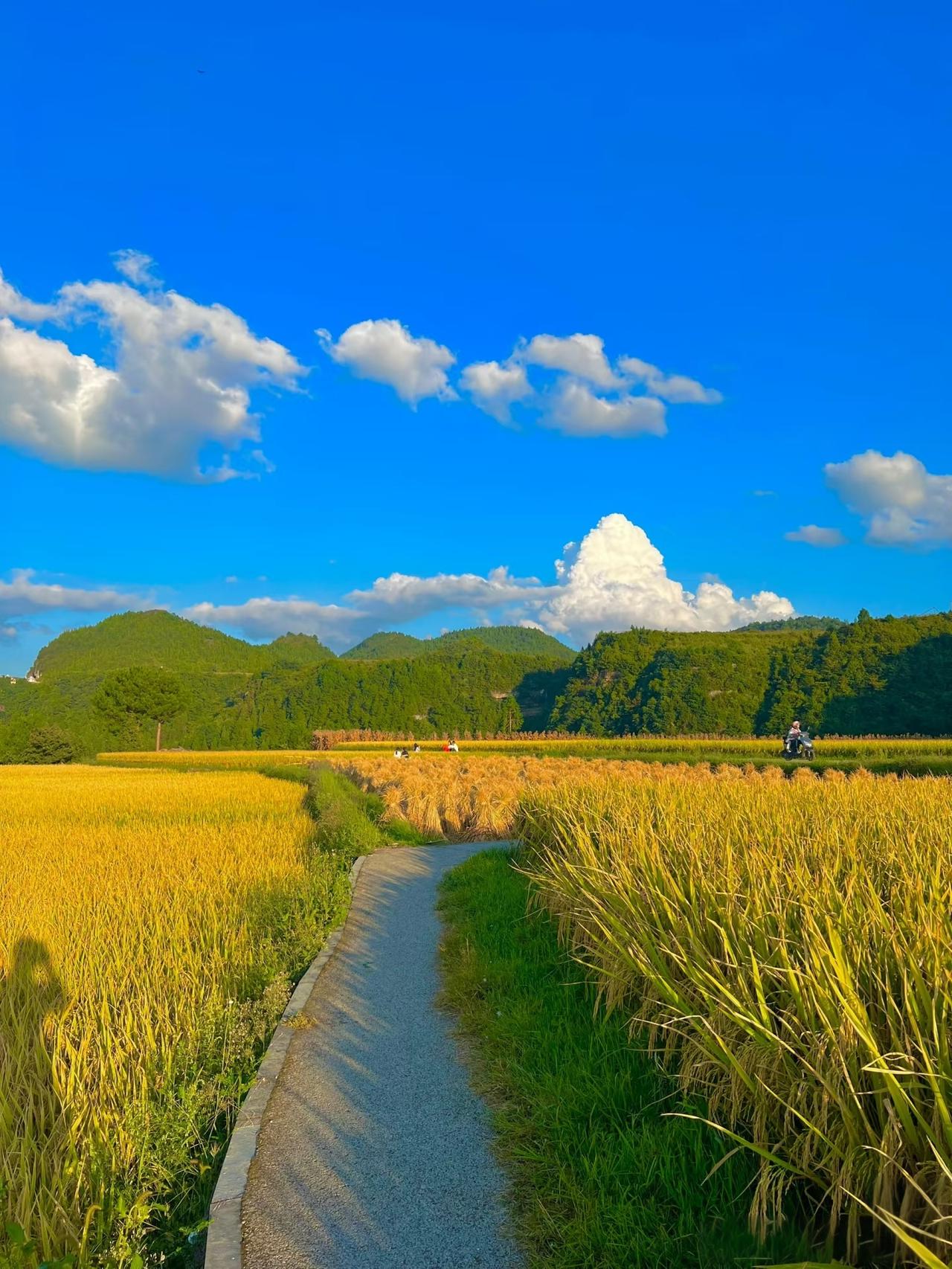 秋天一到，丰收的气息就藏不住了。看那砚山江那镇脚侧竜村，阳光下，层层叠叠的稻穗饱