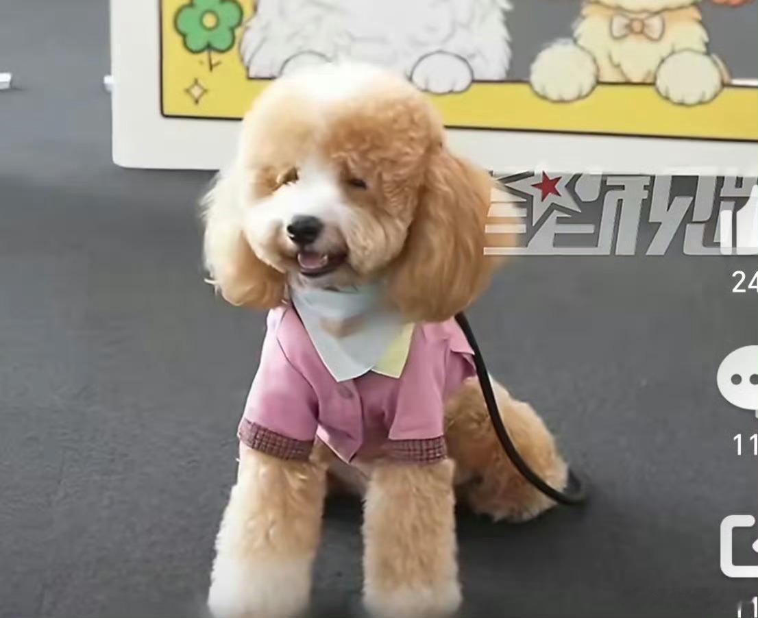 一条流浪狗半年卖了3000万主粮这条狗，活成了大家羡慕的样子。流浪狗焦糖，半年带